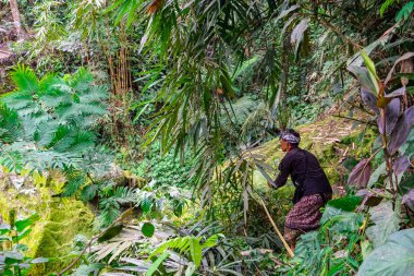 Banjar Kuwum, Ringdikit Village, North Bali, Endonezya'da Çiftlik Alanında Sığır Yemi İçin Çim EkinI Kesen Bir Çiftçi