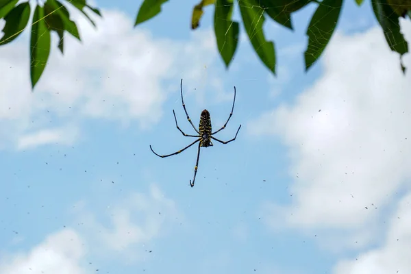 The Northern Golden Orb Weaver or Giant Golden Orb Weaver Nephila pilipes, lado ventral. Bali, Indonésia . — Fotografia de Stock