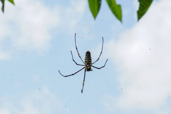 The Northern Golden Orb Weaver or Giant Golden Orb Weaver Nephila pilipes, ventral side. Bali, Indonesia.