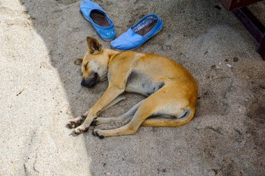 Kumlu plajda uyuyan sokak köpeği