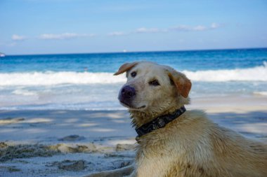 Kumlu plajda yürüyen sokak köpeği