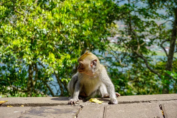 Adorable pequeño mono macaco bebé por el camino, Bali, Indonesia — Foto de Stock