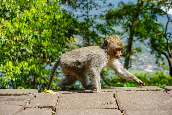 Adorable pequeño mono macaco bebé por el camino, Bali, Indonesia — Foto de Stock