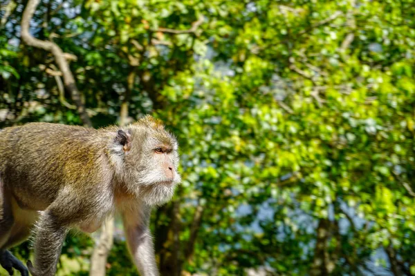 Mono macaco adulto por el camino, Bali, Indonesia — Foto de Stock