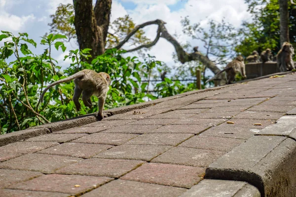 Yolda çalışan yetişkin makak maymunu, Bali, Endonezya
