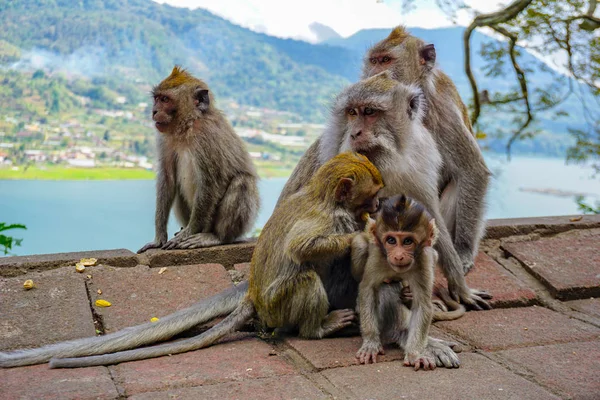 Monkey Forest Tample yakınlarındaki küçük bir bebek makak ile maymun ailesi, Ubud, Bali, Endonezya.