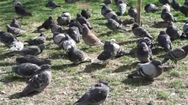 Şehir güvercinsürüsü çimenlerin üzerinde oturuyor