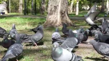 Closeup güvercinler çim, yavaş hareket parkta yemek yemek