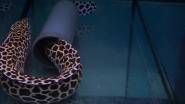 Dev siyah benekli moray eel sualtı tüp geçiyor