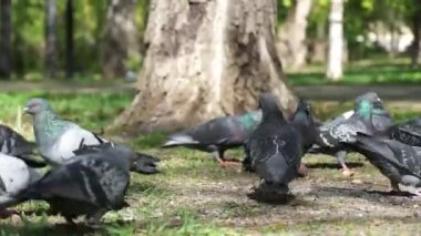 Closeup güvercinler çimenler üzerinde parkta yemek yemek
