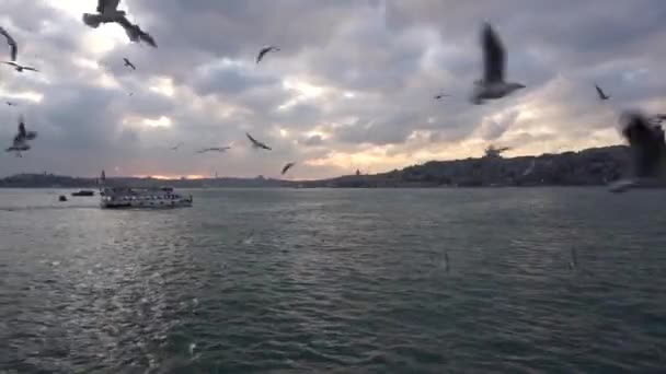 역사적인 반도의 실루엣 갈매기와 보스포러스의 입구와 여객선 카라코이 이스탄불에서 — 비디오