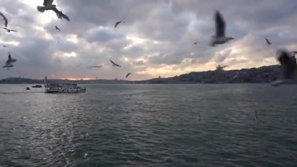 Siluetas Península Histórica Barcos Pasajeros Con Gaviotas Voladoras Entrada Del — Vídeos de Stock