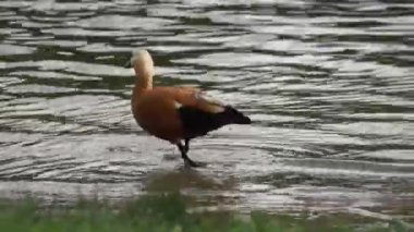Çift ruddy shelduck, tadorna ferruginea veya Brahminy ördekler gölet dinlenme yakınındaki bir çim üzerinde el çekim