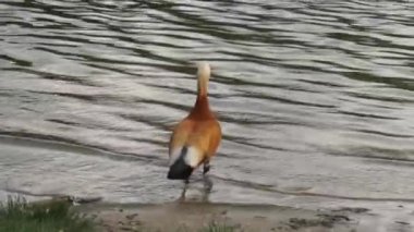 Çift ruddy shelduck, tadorna ferruginea veya Brahminy ördekler gölet dinlenme yakınındaki bir çim üzerinde el çekim