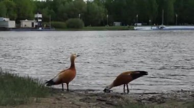 Çift ruddy shelduck, tadorna ferruginea veya Brahminy ördekler gölet dinlenme yakınındaki bir çim üzerinde el çekim