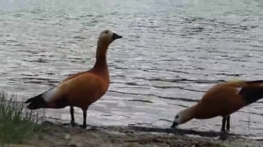 Çift ruddy shelduck, tadorna ferruginea veya Brahminy ördekler gölet dinlenme yakınındaki bir çim üzerinde el çekim