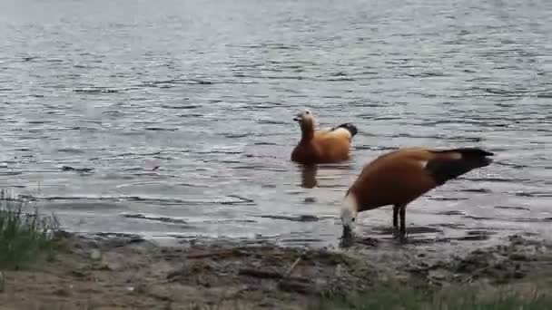 Çift Ruddy Shelduck Tadorna Ferruginea Veya Brahminy Ördekler Gölet Dinlenme — Stok video