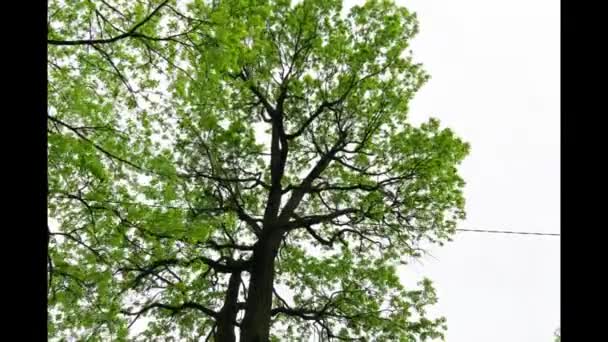 Baum Und Seine Blätter Die Zeitraffer Durch Wolken Scheinen — Stockvideo