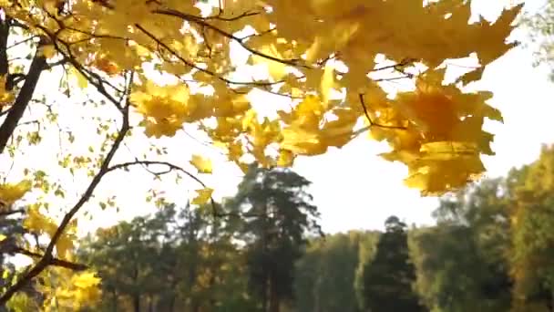 Осенью Крупным Планом Сквозь Желтые Листья Светит Солнце Желтый Лист — стоковое видео