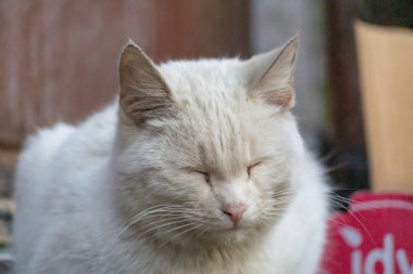 Sokakta bir kutu içinde uyuyan sevimli sokak kedileri