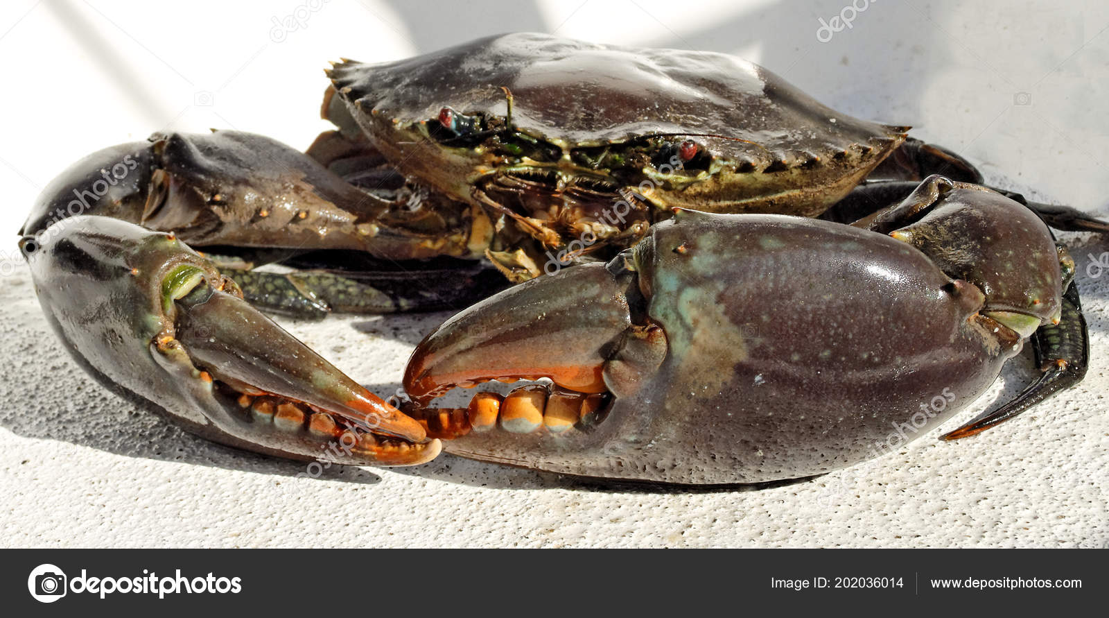 Australian Giant Crab Scylla Serrata Freshly Caught Close Stock Photo by ©geoffchilds 202036014