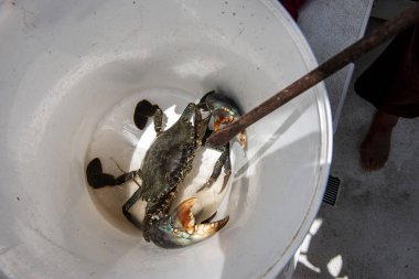 Agresif Avustralya dev Çamur yengeç. Mangrov ve tırtıklı yengeç olarak da bilinir. Taze bir kovaya pişirmeye hazır yakaladı. Queensland, Avustralya.