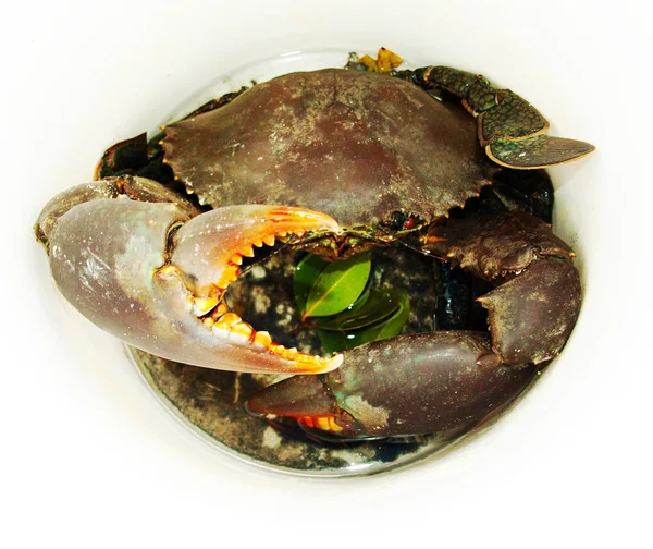 Avustralya dev Çamur yengeç yaşamak ve mangrov beyaz bir kova içinde bırakır. (Scylla serrata). Mangrov ve tırtıklı yengeç olarak da bilinir. Queensland, Avustralya.