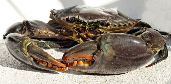 Australian Giant Mud Crab Scylla Serrata Recién Capturado Vivo Cerca — Foto de Stock