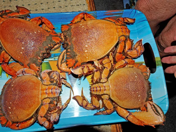 Spanner Crab Ranina Ranina Mentah Baru Ditangkap Siap Untuk Panci — Stok Foto