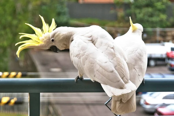  Amerous Avustralya Kükürt Tepeli Kakadu yakın çekim.