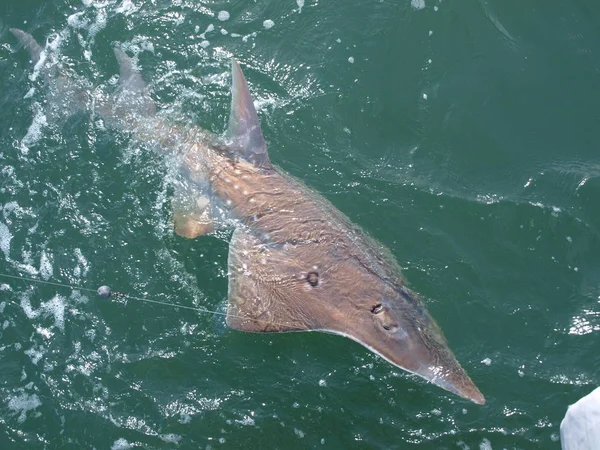 Peixe (Shovel Nose Ray) sendo interpretado por um pescador. Austrália — Fotografia de Stock