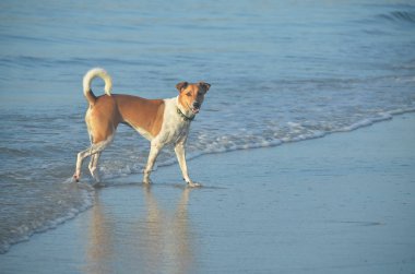 Plajda yürüyen, kendine özgü olmayan bir cinsten, çekingen bir köpek. Tayland