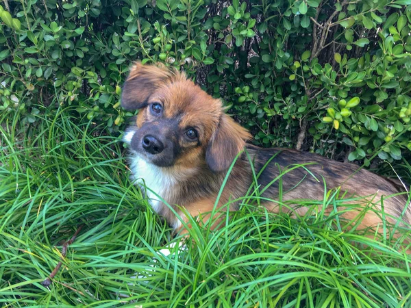 특이하지 않은 강아지 가 정원에서 노는 모습. — 스톡 사진