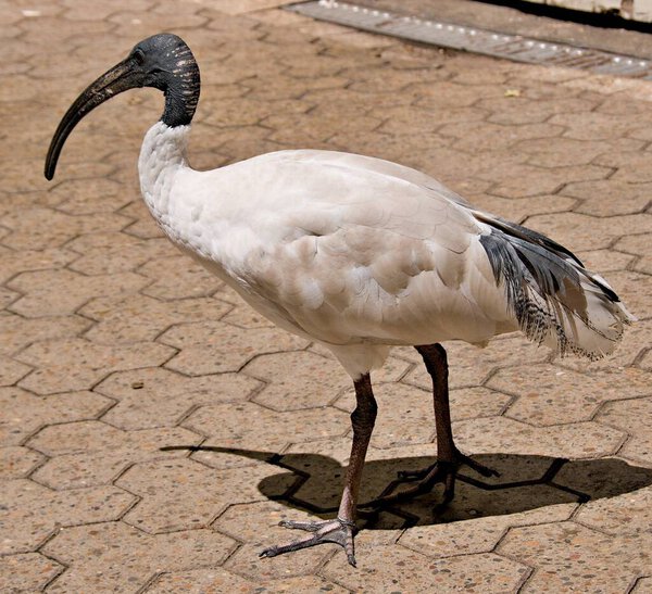 Australian White Ibis closeup standing on a paved walkway. Colourful nature image. Sydney, Australia.