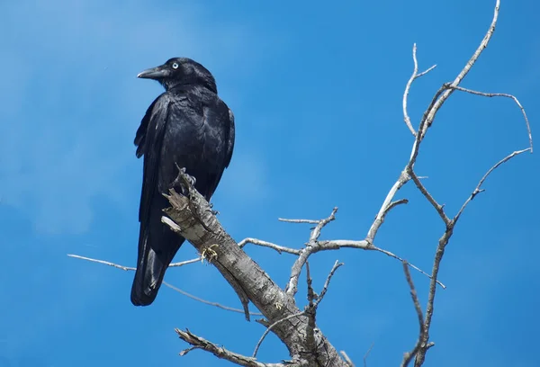 Corvo Australiano Vezes Erroneamente Chamado Corvo Empoleirado Uma Árvore Morta — Fotografia de Stock