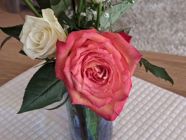 Beauté Dans Image Nature Rose Coloré Blanc Rose Gros Plan — Photo