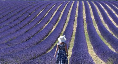 Lavanta tarlalarındaki kız / Provence. Temmuz 2020 