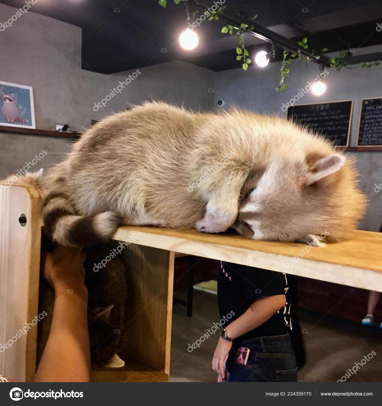 Sleeping Albino Raccoon Animal Cafe Seoul South Korea Stock Photo by