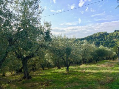 Toskana zeytin ağaçları orman (İtalya)