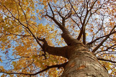 Bagajdan Zelkova serrata sonbahar renkli - ağaç duvar kağıdı, Kore taç için