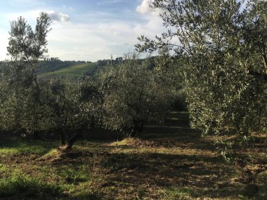 Tuscany miras: zeytin ağaçları