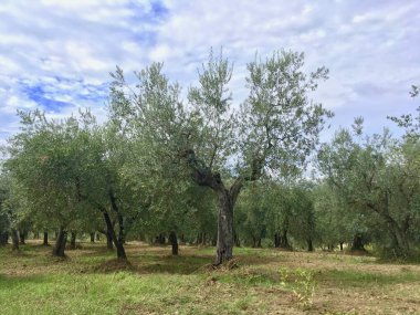 Zeytin ağacı zeytin Toskana, İtalya ormanda içinde duydum şeklinde