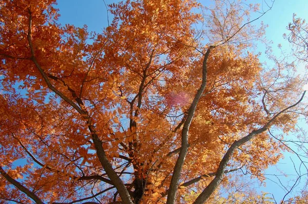 Metasequoia Glyptostroboides Séquoia Aube Avec Des Aiguilles Rouges Couleur Automne — Photo