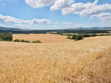 Fransızca yolu - Camino de Santiago (İspanya) bir günlük resmi uzun buğday alanların