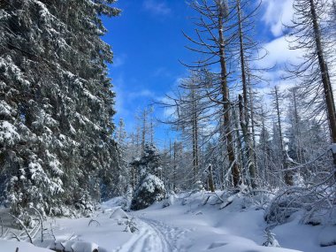 Brocken gizemli kış zam Harz Ulusal Parkı, Almanya ile derin karda Goetheweg üzerinde.