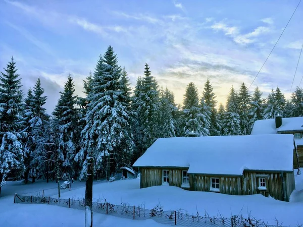 The cabin in the frozen snow forest in front of Christmas trees, Harz region Germany
