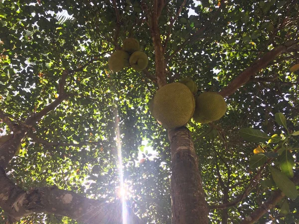 Jackfruit Tree form the button with big fat fruits on it, Thailand