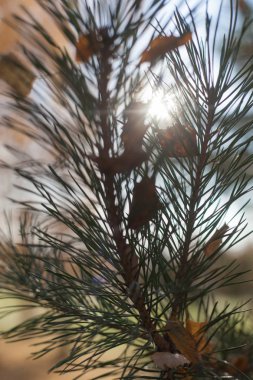 Ladin güneş ışığı altında dallarında
