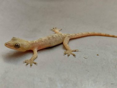 House kertenkele closeup