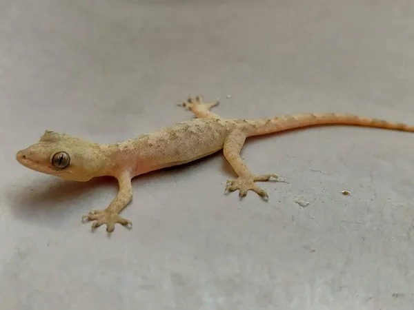 Closeup House Lizard Stock Picture